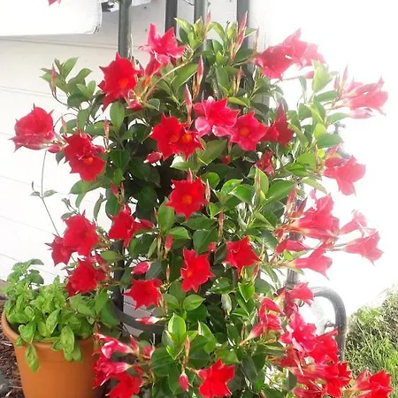 Blingel, Lovely House With 1st Class Breakfast Frühstückspension Blingel