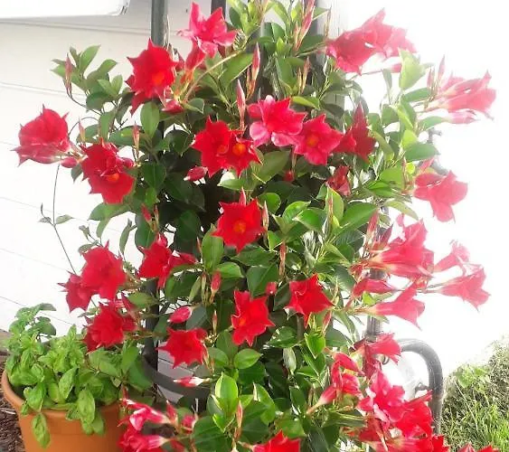 Blingel, Lovely House With 1st Class Breakfast Bed & Breakfast Blingel